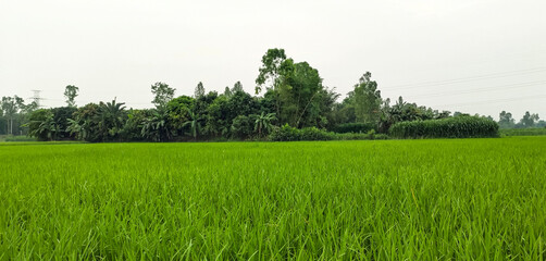 Fototapeta premium rice field in the morning, a green rice field with trees in the background, rice field on a cloudy day, rice fields are a common sight. green rice field
