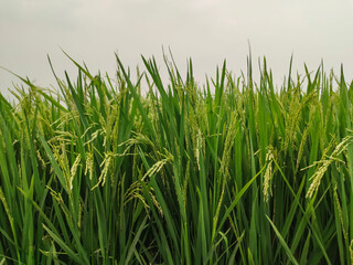 green rice field,a close up of a green field of rice, a close up of a rice field, a field of green rice with tall grass, rice field in Bangladesh, 