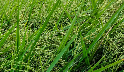 green rice field in the morning landscape photography, a close up of a green field of rice, a close up of a rice field, a field of green rice with tall grass, rice field in Bangladesh, 