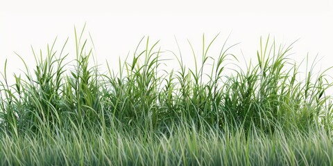 Fototapeta premium Tall botanical dune straw grass isolated on a background with foliage
