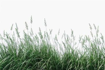 Obraz premium Tall botanical dune straw grass isolated on a background with foliage