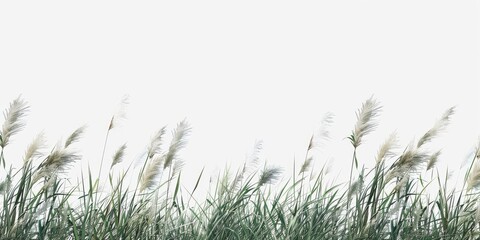 Tall botanical dune straw grass isolated on a background with foliage