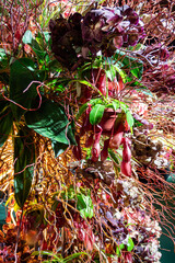 Flower arrangement of rare varieties of orchids