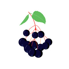 Elderberry icon in flat style isolated. Superfood medical berry. Vector illustration.