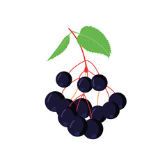 Elderberry icon in flat style isolated. Superfood medical berry. 