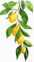 Branch with lemons and leaves. Summer and harvest. Isolated watercolor illustration on white background.