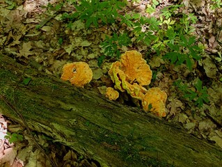 Several sulfur yellow tinder mushrooms on an old log in the forest in spring. The first spring mushrooms in the forest. Search for mushrooms in the forest.