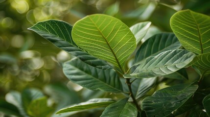 Alternative Nature Treatment A Close Up Image of Green Guava Leaves
