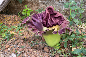 beautiful purple flowers of Amorphophallus paeoniifolius, elephant foot yam or whitespot giant arum, Konjac, Stanleya water-tub, in the garden.