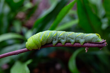 Obraz premium caterpillar on a leaf