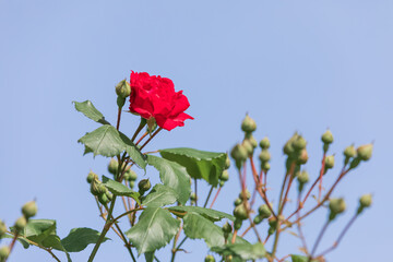 Roses in full bloom in the warm spring sunlight. Rosa