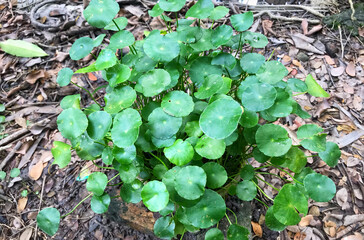 Close-up leaf of Centella Asiatica, Pegagan, Asiatic Pennywort, with water drop. Herbal medicine. Fresh nature natural green background.