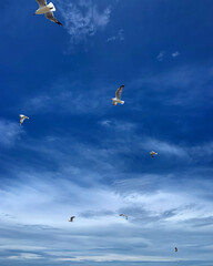Seagulls