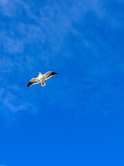 Seagull