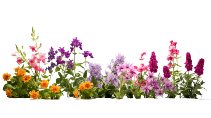 Bush of flowers, garden flowers on transparent background.

