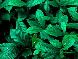 Background with dark green tropical leaves, fresh background. Nature concept