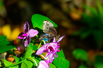 Common Morpho Butterfly on Orchids at a Botanical Gardens Exhibit in Grand Rapids, Michigan.
