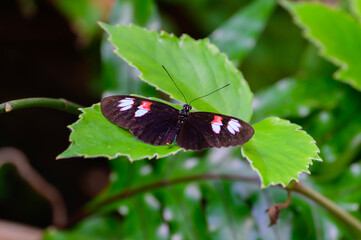Heliconius Melpomene Plesseni or Postman Butterfly at a Botanical Gardens Exhibit in Grand Rapids,...