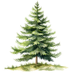 Fototapeta premium pine tree in watercolor style isolated on transparent background