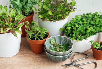 Indoor Herb Garden Kit With Fresh Green Plants