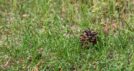 A pine cone fell on the ground.