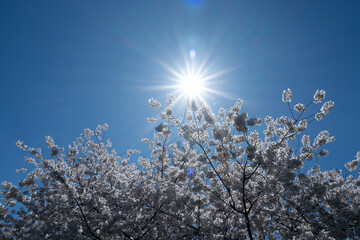 Flowering tree branch with white flowers. Spring background. Blooming tree branches white flowers and blue sky background, close up. Cherry blossom, sakura garden, spring orchard, spring sunny day.