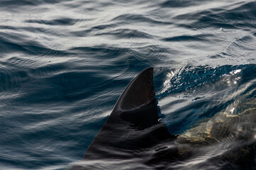 Close-up of the dorsal fin of a great white shark in dark water