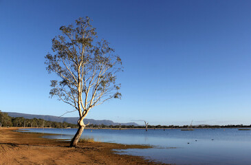 Tree, water and blue sky at Lake Fyans near Halls Gap in Victoria, Australia