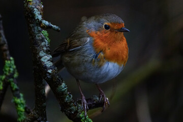 Redbreast / European Robin