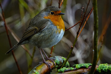 Redbreast / European Robin