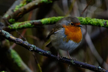 Redbreast / European Robin