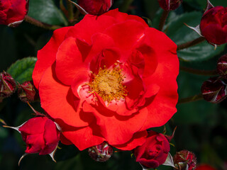 真っ赤な薔薇の花
