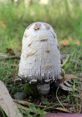 Shaggy Mane mushroom (Coprinus Comatus) growing amongst grass and fallen leaves