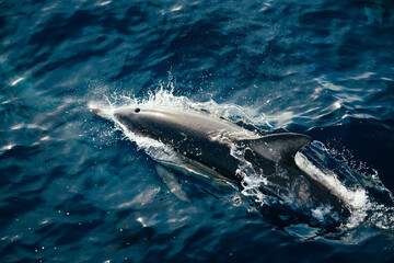 Looking down at a common dolphin swimming in blue ocean water