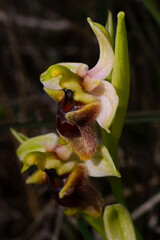 Flowers of the Levant orchid (Ophrys levantina) on Cyprus, lateral view