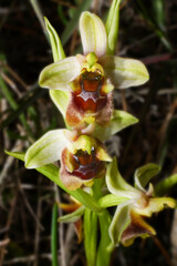 Levant orchid (Ophrys levantina) in full bloom, in natural habitat on Cyprus