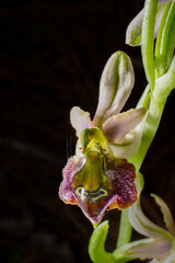 Flower of an Ophrys elegans hybrid, a terrestrial bee orchid on Cyprus