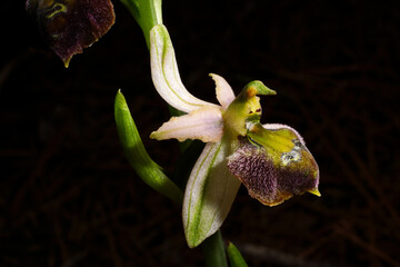 Flower of an Ophrys elegans hybrid, a terrestrial  bee orchid on Cyprus
