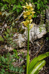 Flowering plant of the small-dotted orchid (Orchis punctulata), Cyprus