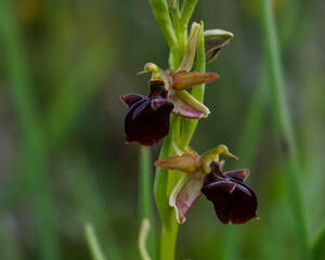 Dark red flowers of the Bosom orchid (Ophrys mammosa), in natural habitat on Cyprus