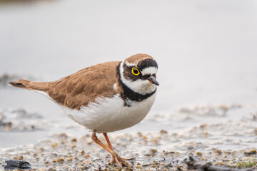 Little ringed plover (Charadrius dubius), bird standing on the lake shore