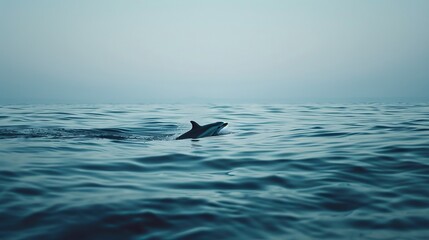 Fototapeta premium Image of a serene sea creature