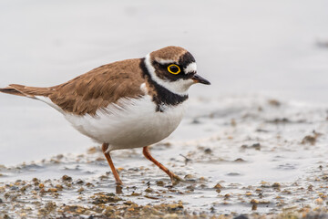 Little ringed plover (Charadrius dubius), bird standing on the lake shore