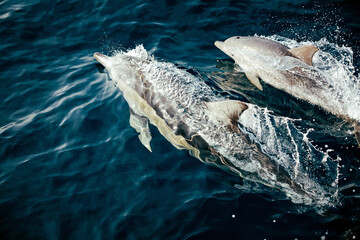 Multiple common dolphins swimming together in the ocean