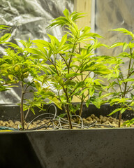 Medical Cannabis Sativa plants growing indoors Lab system legal light drugs medication medicine concept selective focus