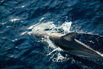Common dolphin splashing across the oceans surface