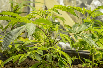 Medical Cannabis Sativa plants growing indoors Lab system legal light drugs medication medicine concept selective focus