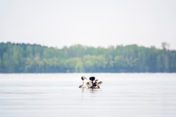 Mating games of two water birds Great Crested Grebes. Two waterfowl birds Great Crested Grebes swim...