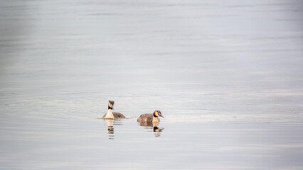 Two Great Crested Grebes swim in the lake