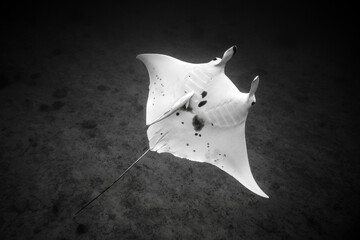 Black & white portrait of an inverted manta ray swimming over the reef on Lady Elliot Island, on...